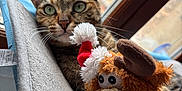 Blue participe au concours pour gagner de l'argent avec cette photo : animal, background, cat, cozy, feline, fur, green_eyes, indoor, natural_light, pet, plush_toy, reindeer, relaxed, resting, santa_hat, soft_texture, tabby, toy, whiskers, window