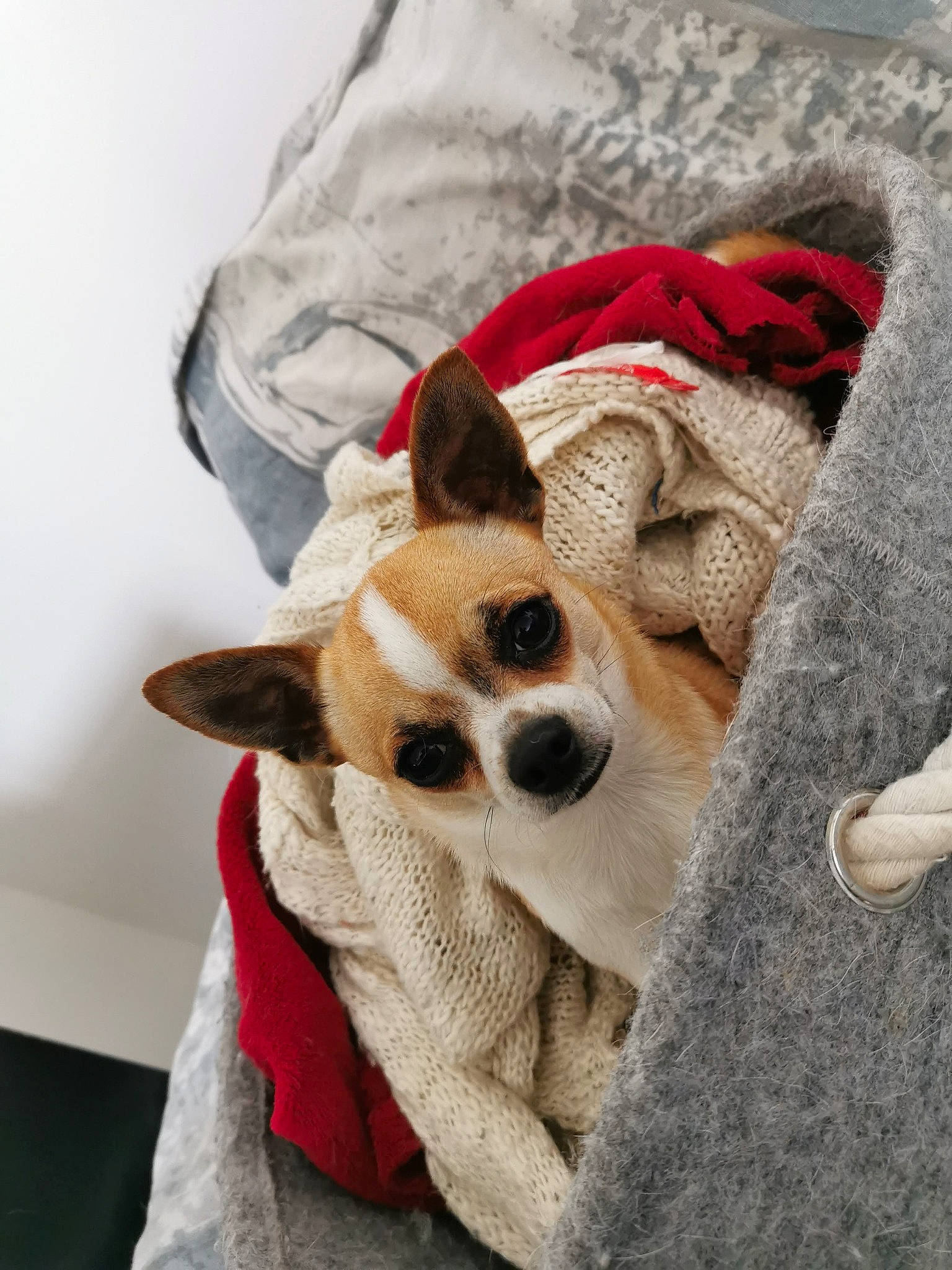 Rayban participe au concours pour gagner de l'argent avec cette photo : bag, bedding, canidae, carnivore, comfort, companion_dog, dog, dog_breed, dog_supply, fawn, felidae, fur, linens, pattern, sleeve, small_to_medium_sized_cats, snout, tail, terrestrial_animal, whiskers