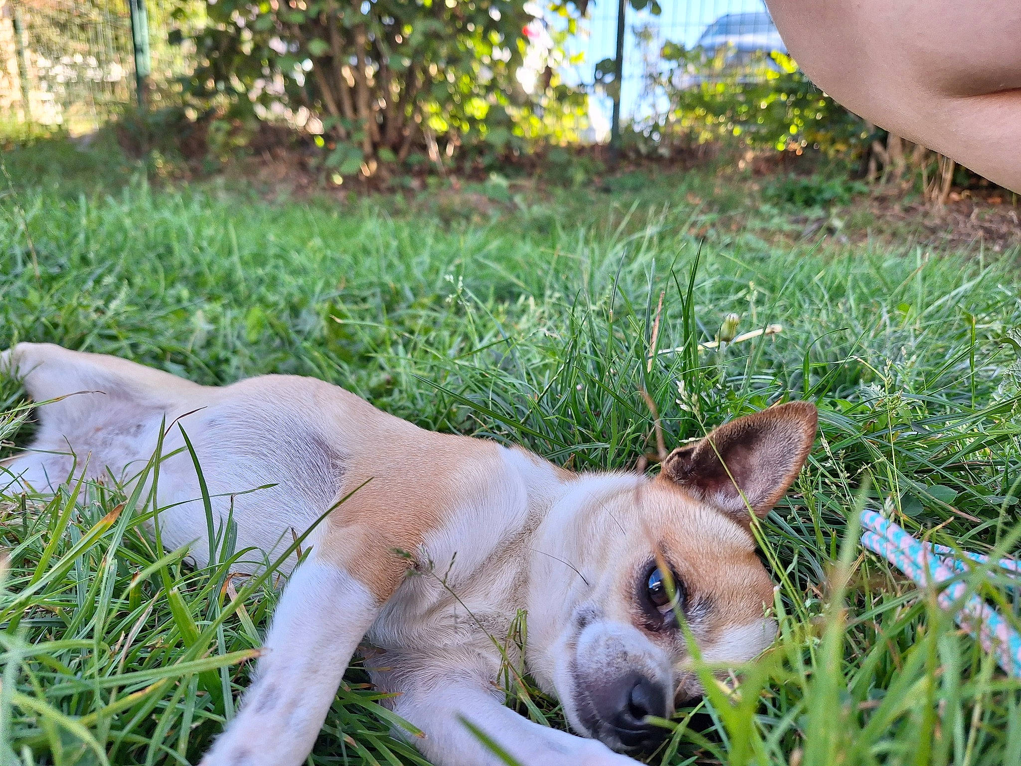 Rayban participe au concours pour gagner de l'argent avec cette photo : carnivore, chihuahua, companion_dog, dog, dog_breed, fawn, grass, grass_family, grassland, plant, snout, sporting_group, summer, tail, terrestrial_animal, terrier, toy_dog, whiskers, wildlife, working_animal