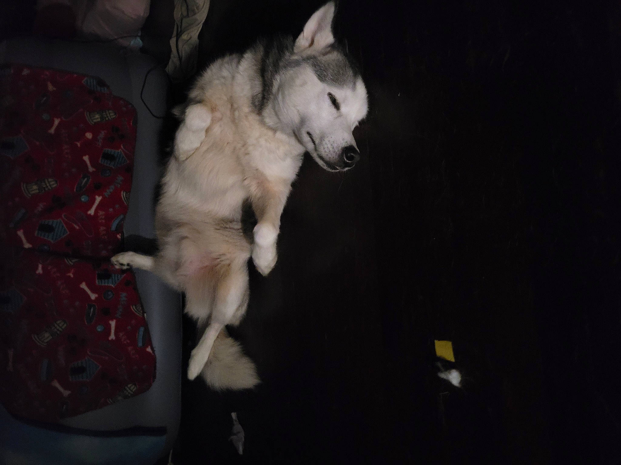 Sasha is registered to the contest to win money with this photo: canidae, carnivore, comfort, companion_dog, darkness, dog, dog_breed, felidae, fur, guard_dog, non_sporting_group, paw, small_to_medium_sized_cats, snout, sporting_group, tail, toy_dog, whiskers