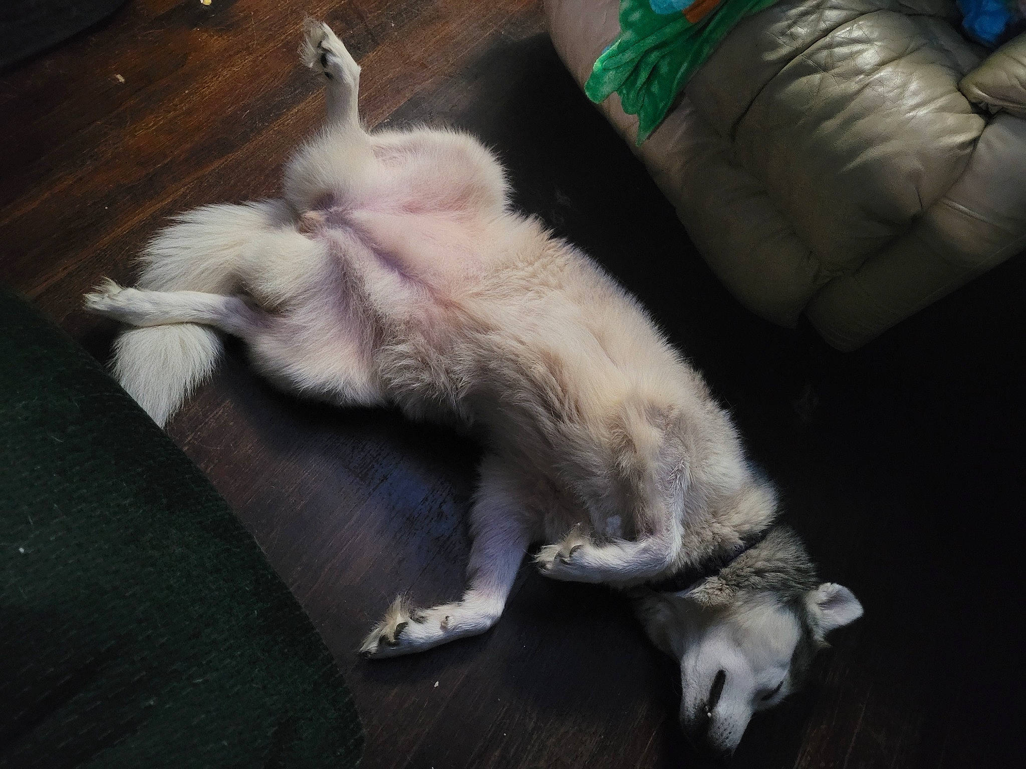 Sasha is registered to the contest to win money with this photo: canidae, carnivore, claw, comfort, companion_dog, dog_breed, domestic_short_haired_cat, fawn, felidae, flooring, fur, hardwood, paw, small_to_medium_sized_cats, sporting_group, tail, whiskers, wood