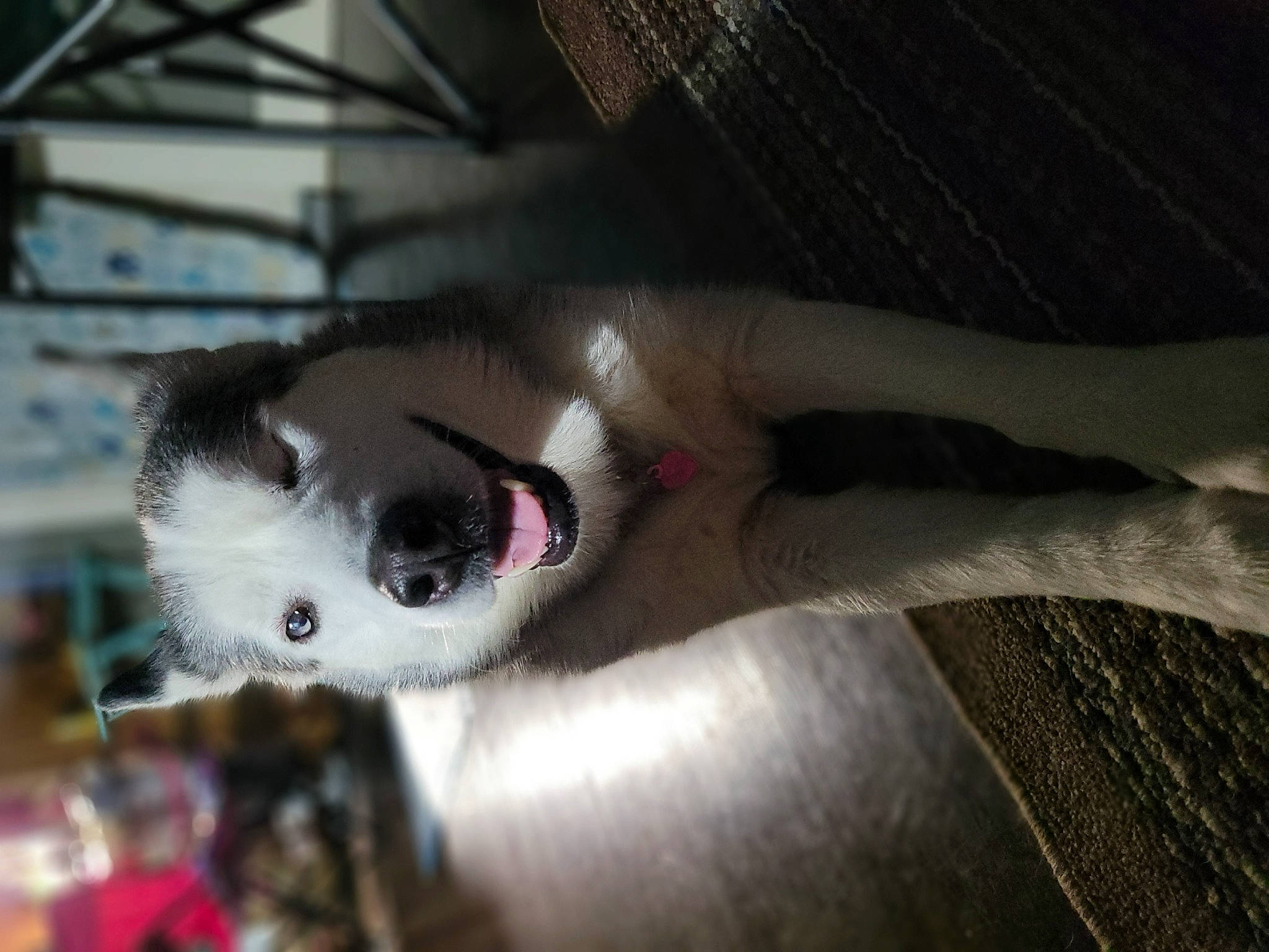 Sasha joined the competition — help win amazing prizes! canidae, carnivore, cat, companion_dog, dog_breed, domestic_short_haired_cat, fawn, felidae, foot, fur, non_sporting_group, paw, pet_supply, small_to_medium_sized_cats, snout, sporting_group, tail, tints_and_shades, whiskers