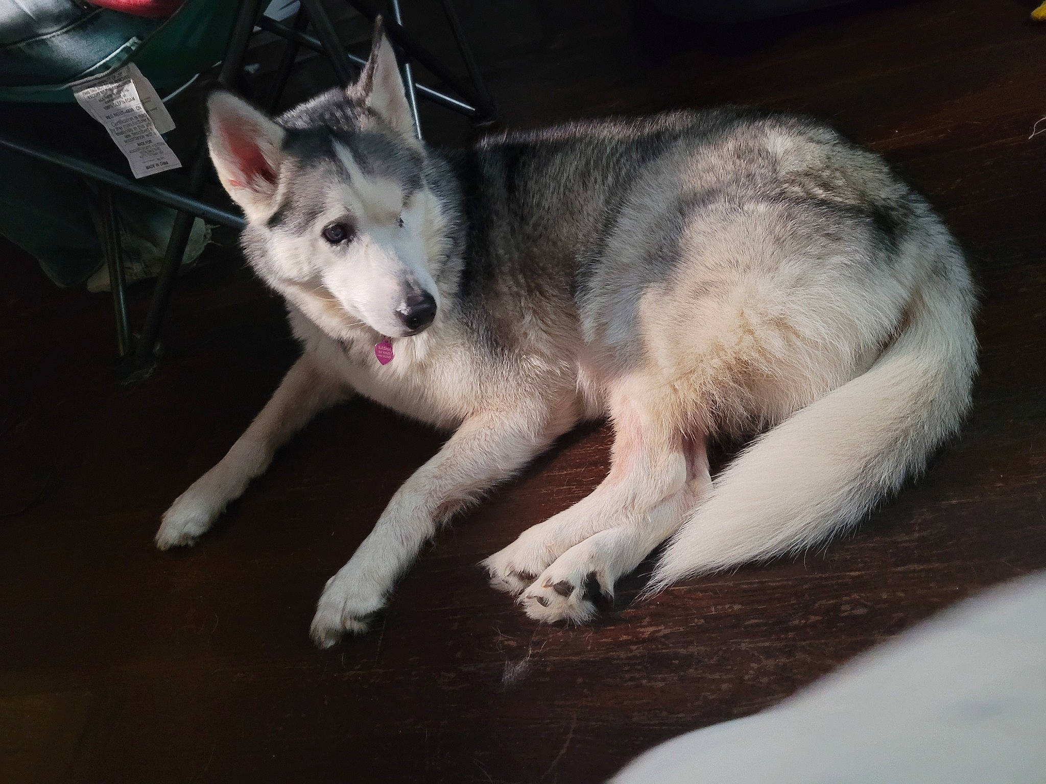 Sasha is registered to the contest to win money with this photo: ancient_dog_breeds, canidae, canis, carnivore, companion_dog, dog, dog_breed, fur, non_sporting_group, paw, snout, sporting_group, tail, terrestrial_animal, whiskers, working_dog