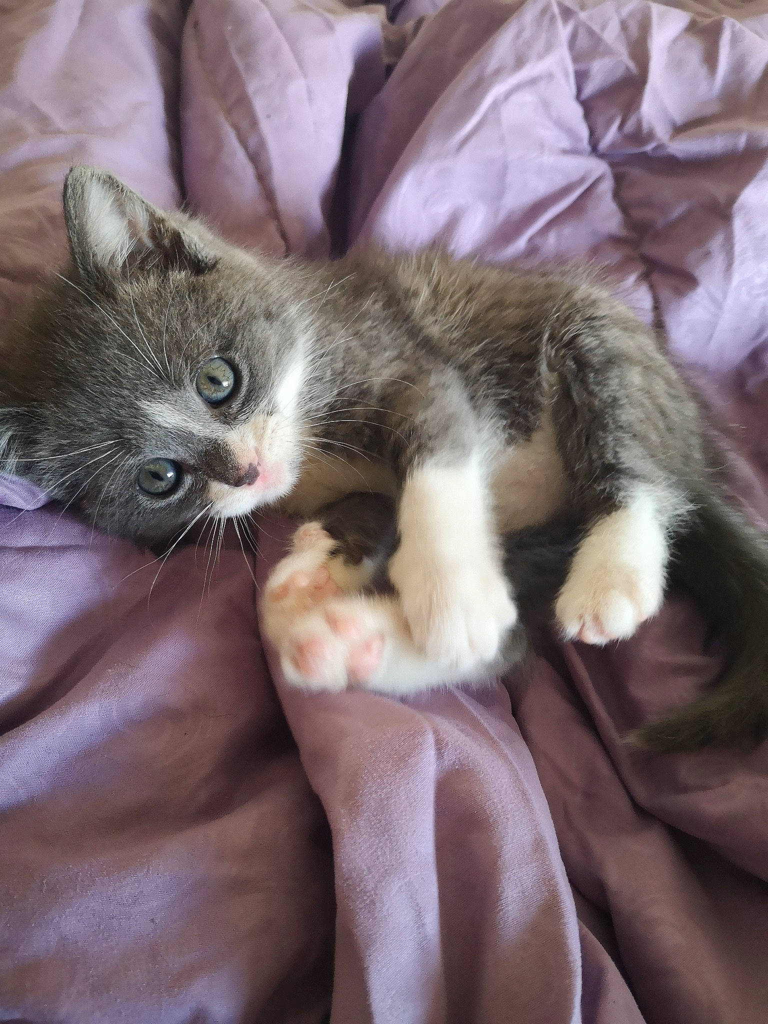 Lola a rejoint le concours — aidez-le/la à gagner de superbes lots ! carnivore, cat, claw, comfort, domestic_short_haired_cat, felidae, flesh, fur, kitten, nail, paw, skin, small_to_medium_sized_cats, snout, toe, vertebrate, whiskers