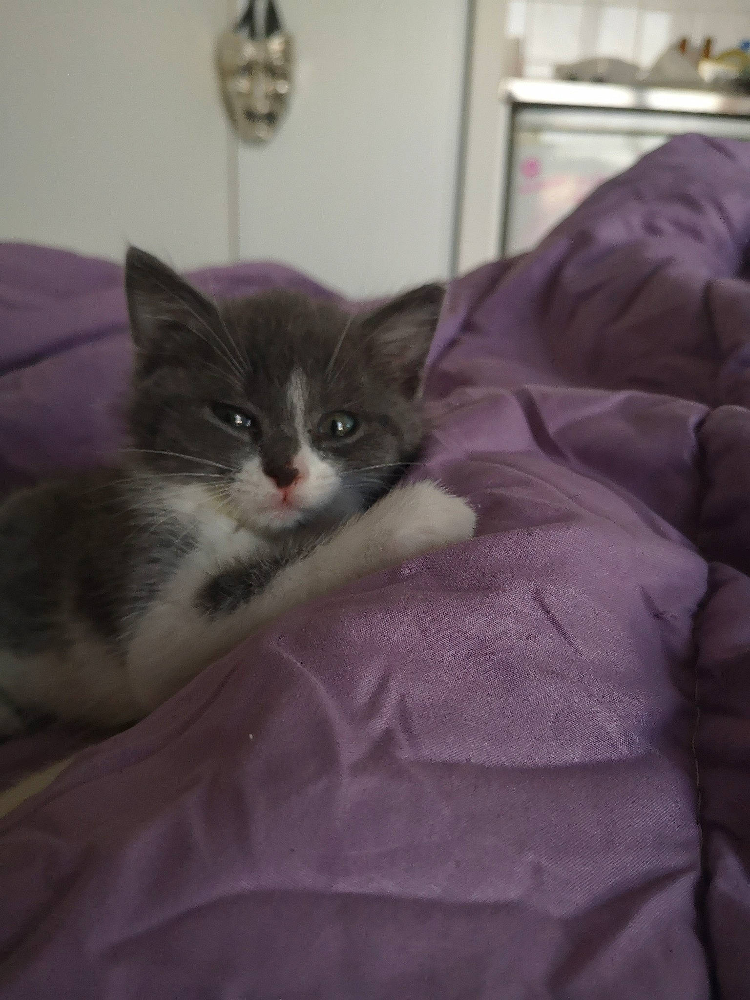 Lola participe au concours pour gagner de l'argent avec cette photo : bed_sheet, bedding, bedroom, carnivore, cat, comfort, domestic_short_haired_cat, felidae, fur, linens, purple, small_to_medium_sized_cats, snout, vertebrate, whiskers