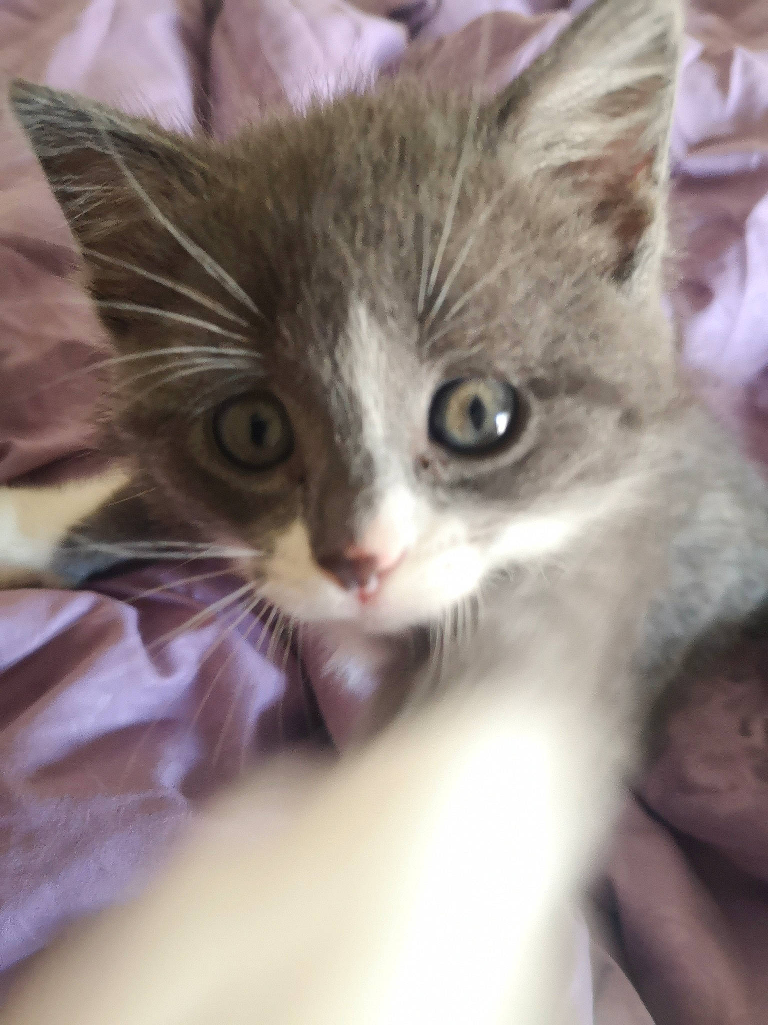 Lola a rejoint le concours — aidez-le/la à gagner de superbes lots ! carnivore, cat, curious, domestic_short_haired_cat, fawn, felidae, fur, iris, kitten, skin, small_to_medium_sized_cats, snout, vertebrate, whiskers