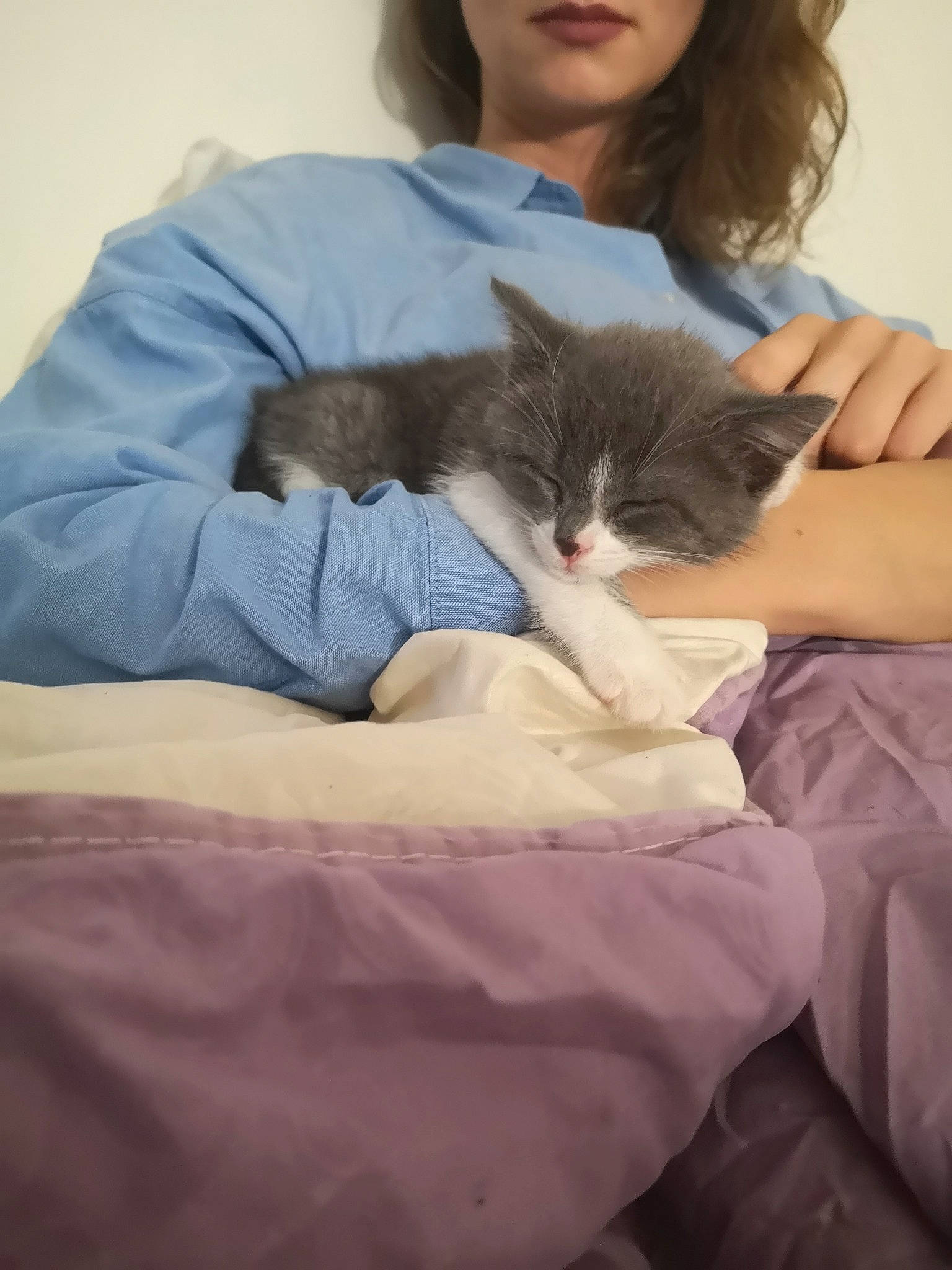 Lola participe au concours pour gagner de l'argent avec cette photo : bangs, bed, bed_sheet, bedding, brown_hair, carnivore, cat, comfort, curious, domestic_short_haired_cat, felidae, fur, human, linens, mammal, skin, small_to_medium_sized_cats, vertebrate, whiskers