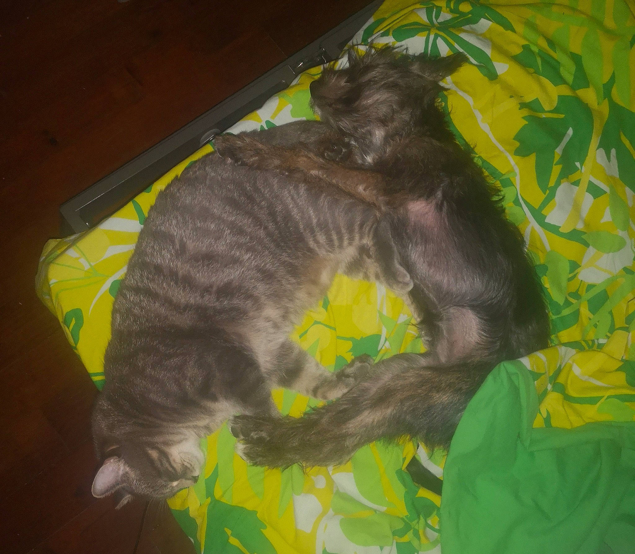 Jake a rejoint le concours — aidez-le/la à gagner de superbes lots ! carnivore, cat, claw, felidae, fur, paw, primate, small_to_medium_sized_cats, tail, terrestrial_animal, yellow