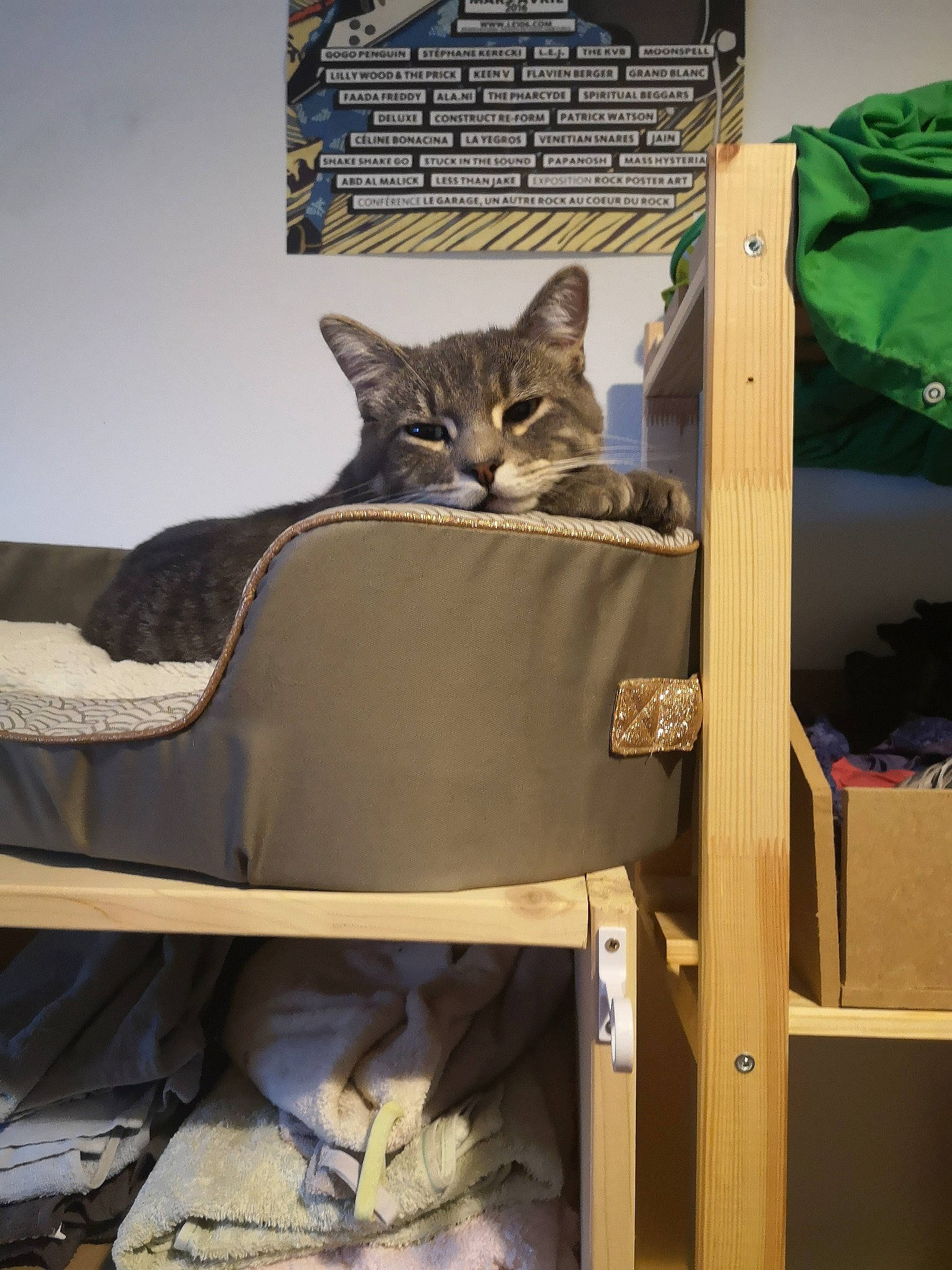 Jake a rejoint le concours — aidez-le/la à gagner de superbes lots ! carnivore, cat, cat_supply, comfort, domestic_short_haired_cat, felidae, pet_supply, small_to_medium_sized_cats, tabby_cat, vertebrate, whiskers