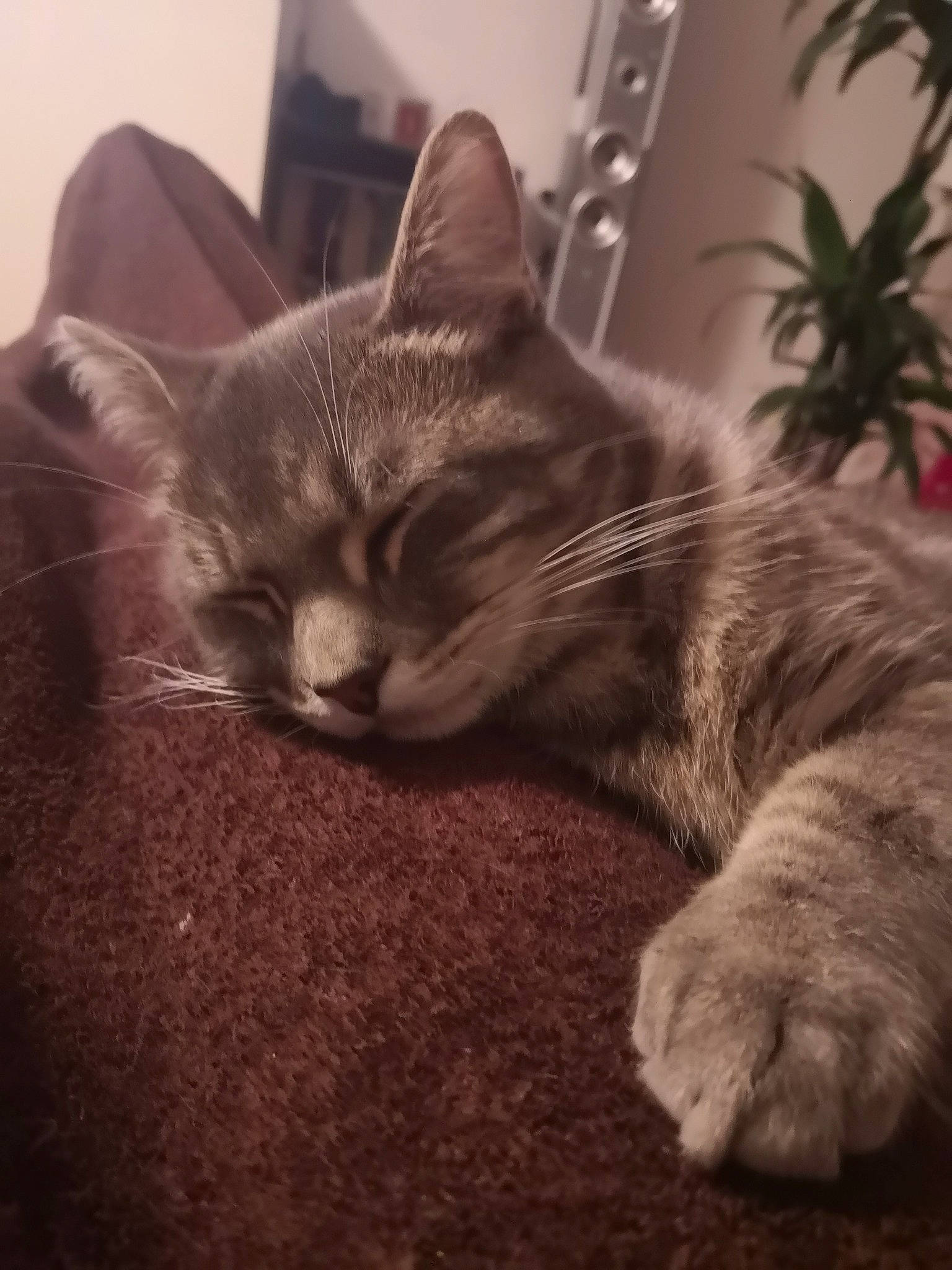 Jake a rejoint le concours — aidez-le/la à gagner de superbes lots ! carnivore, cat, comfort, domestic_short_haired_cat, felidae, fur, houseplant, pet_supply, small_to_medium_sized_cats, snout, terrestrial_animal, whiskers