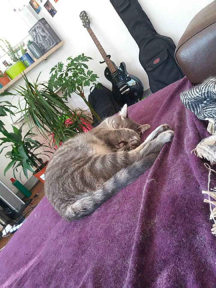 Jake participe au concours pour gagner de l'argent avec cette photo : carnivore, cat, felidae, fur, houseplant, lavender, purple, small_to_medium_sized_cats, string_instrument, violet, whiskers