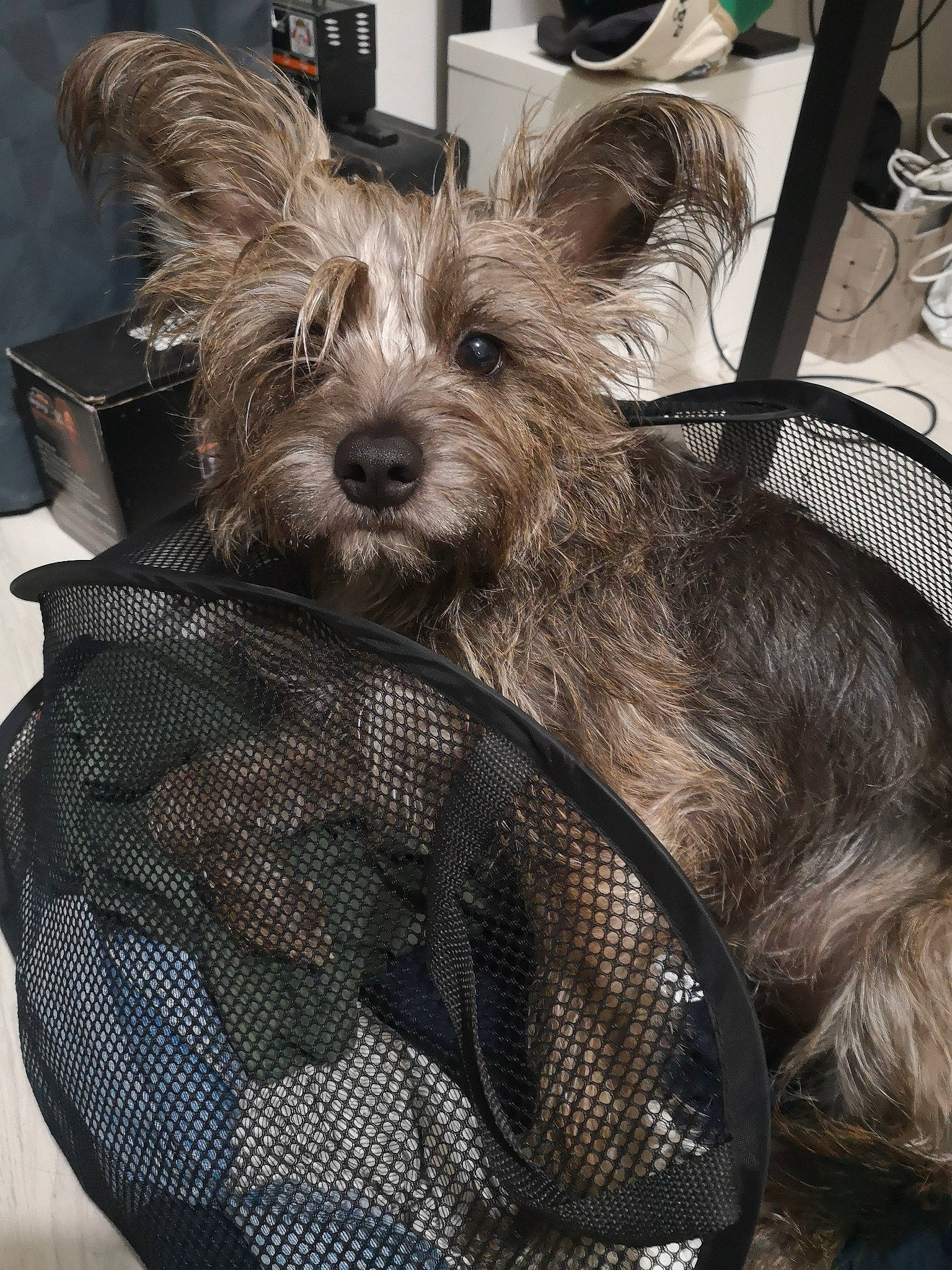 Pépite participe au concours pour gagner de l'argent avec cette photo : australian_silky_terrier, australian_terrier, cage, cairn_terrier, canidae, carnivore, companion_dog, dog, dog_breed, dog_supply, mesh, peruvian_hairless_dog, pet_supply, small_terrier, snout, terrier, toy_dog, vertebrate, wine_glass, working_animal