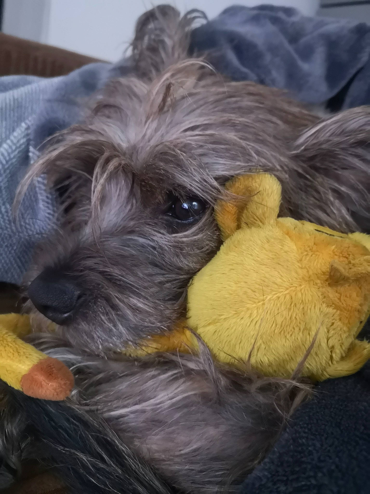 Pépite a rejoint le concours — aidez-le/la à gagner de superbes lots ! canidae, carnivore, companion_dog, dog, dog_breed, dog_supply, fawn, fur, non_sporting_group, pet_supply, puppy, small_terrier, snout, sporting_group, terrier, toy_dog, vertebrate, working_animal, working_dog, yorkipoo