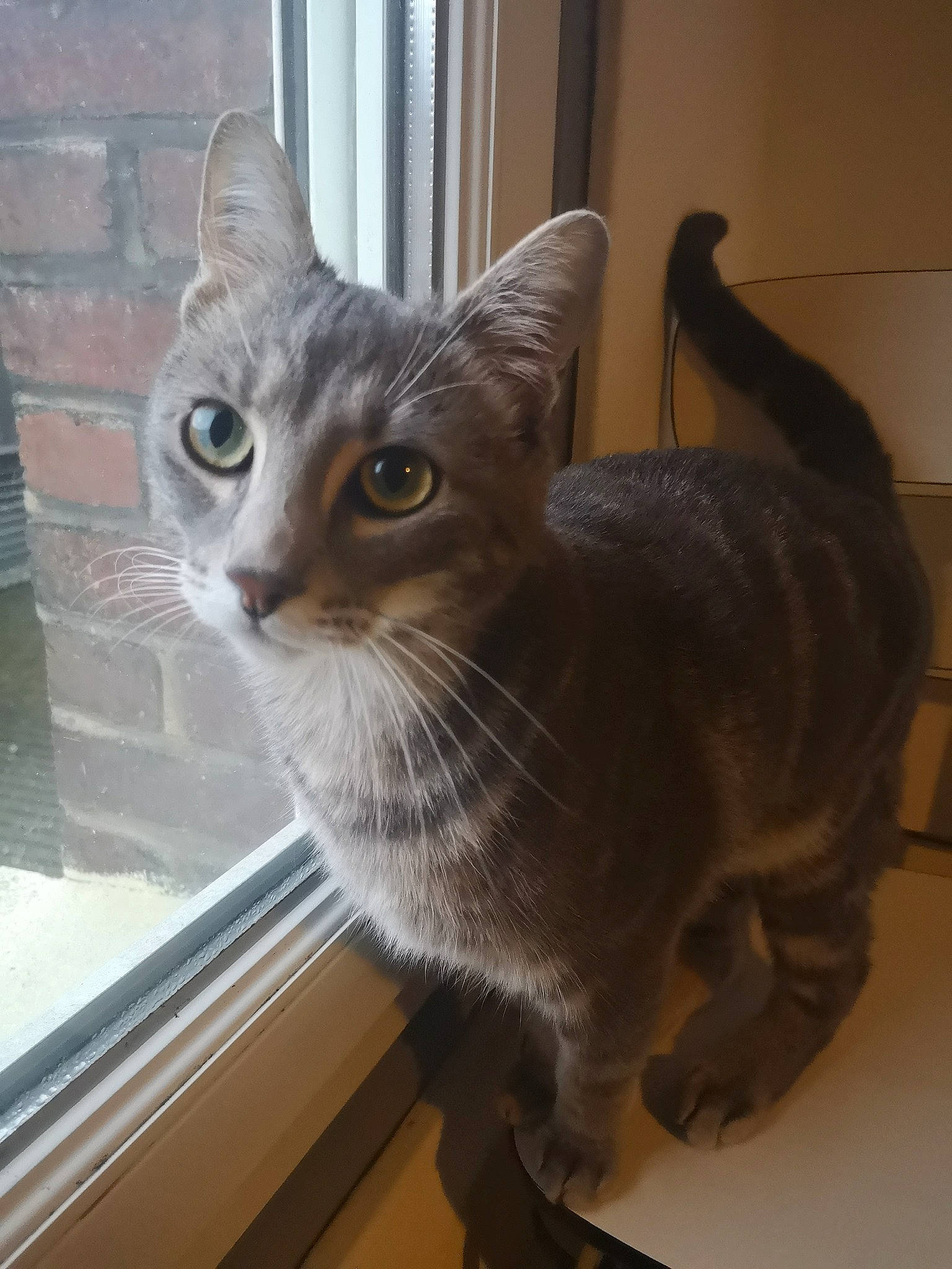 Elwood participe au concours pour gagner de l'argent avec cette photo : carnivore, cat, domestic_short_haired_cat, felidae, fixture, fur, glass, pet_supply, small_to_medium_sized_cats, snout, tail, transparent_material, vertebrate, whiskers