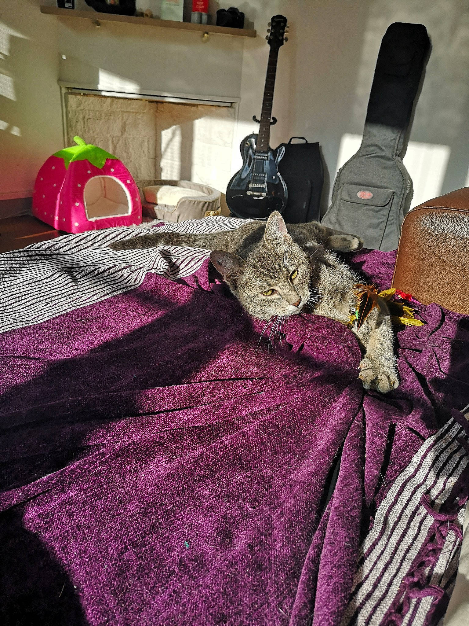 Elwood participe au concours pour gagner de l'argent avec cette photo : bedding, blanket, carnivore, cat, craft, creative_arts, felidae, guitar, home_accessories, houseplant, knitting, linens, magenta, purple, room, small_to_medium_sized_cats, textile, thread, violet, whiskers