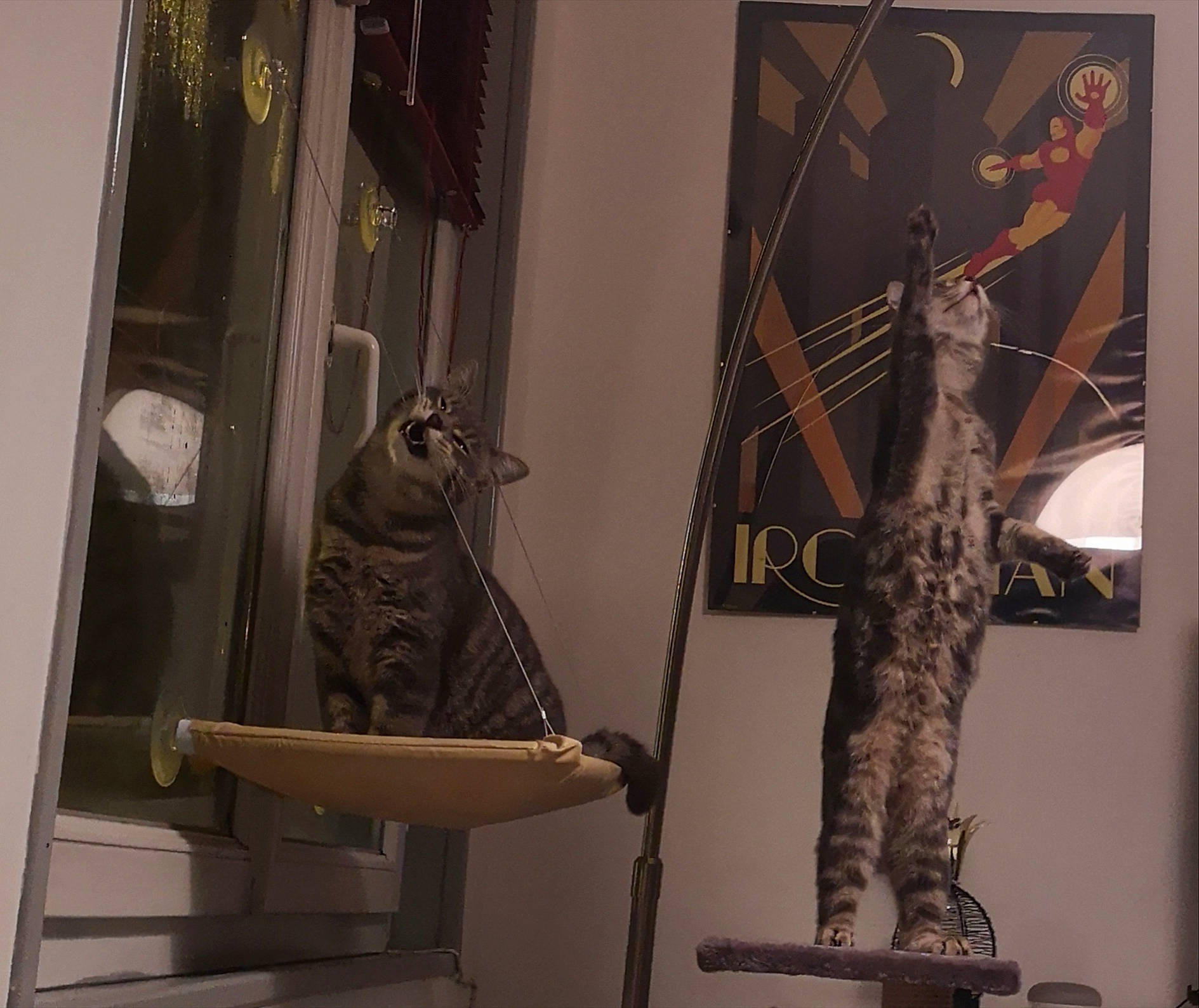 Elwood a rejoint le concours — aidez-le/la à gagner de superbes lots ! carnivore, cat, felidae, fur, shotgun, small_to_medium_sized_cats, tail