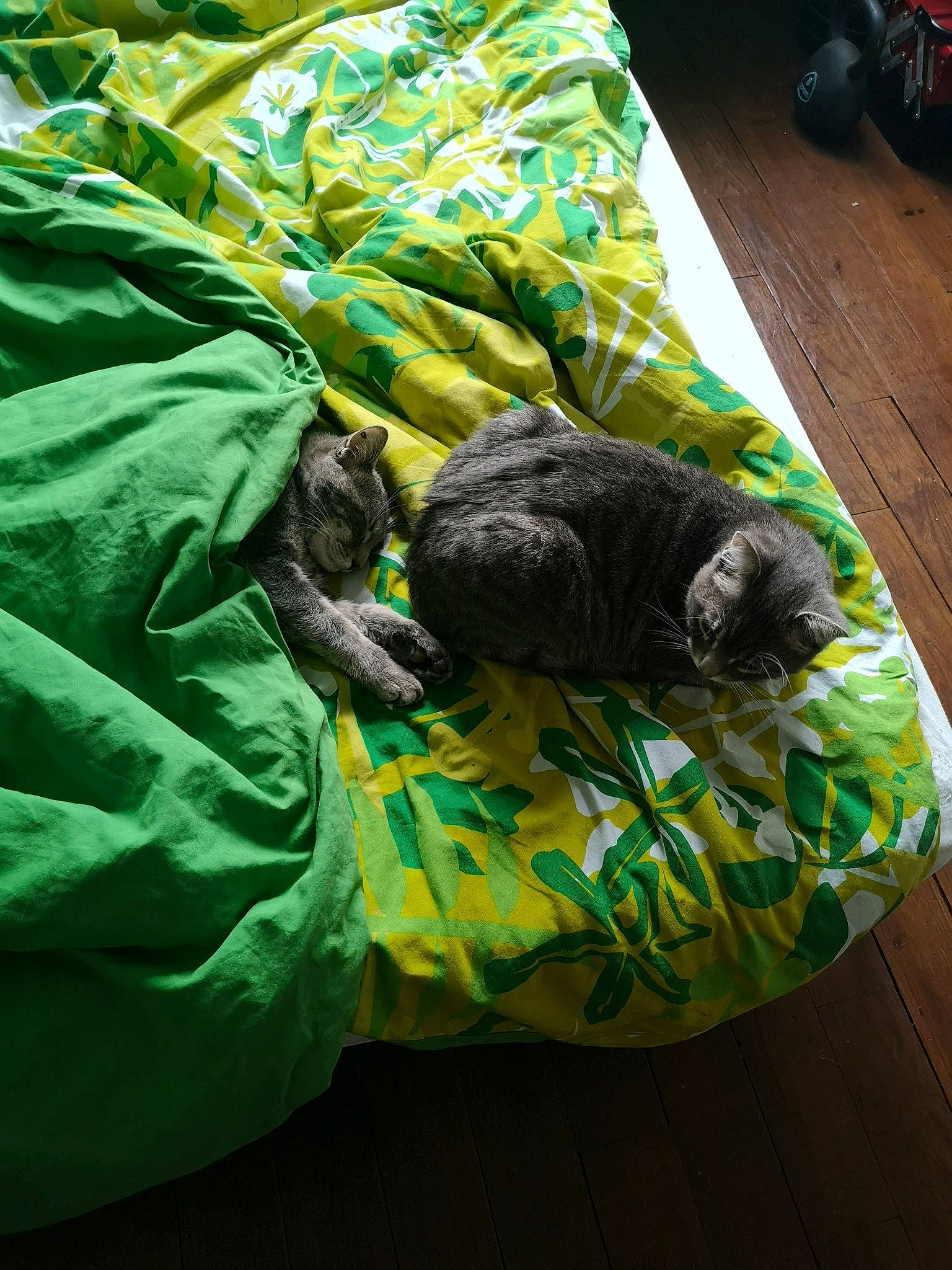 Elwood a rejoint le concours — aidez-le/la à gagner de superbes lots ! bedding, blanket, carnivore, cat, comfort, felidae, laminate_flooring, linens, nap, sleep, small_to_medium_sized_cats, wood_flooring