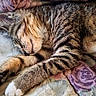 Aroura is registered to the contest to win money with this photo: cat, kitten, sleeping, tabby, paw, blanket, floral, cozy, resting, feline, cute, pet, fur, animal, indoor, relaxing, soft, comfort, peaceful, nap