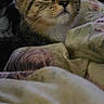 Aroura is registered to the contest to win money with this photo: kitten, cat, tabby, animal, pet, blanket, floral, cozy, indoors, curious, face, fur, whiskers, ears, bedroom, furniture, clock, soft_light, closeup, young_cat