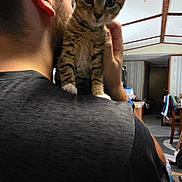 Aroura joined the competition — help win amazing prizes! cat, kitten, tabby, person, indoor, shoulder, curious, animal, pet, home, furniture, ceiling, room, holding, looking, young, domestic, mammal, companion, cozy