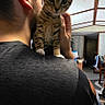 cat, kitten, tabby, person, indoor, shoulder, curious, animal, pet, home, furniture, ceiling, room, holding, looking, young, domestic, mammal, companion, cozy