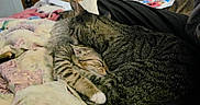 Aroura joined the competition — help win amazing prizes! cat, tabby_cat, sleeping, cuddling, blanket, indoor, pet, feline, resting, closeup, striped_fur, cozy, comfort, animal, cute, soft, relaxation, snuggling, domestic_cat, bed