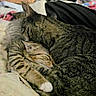 cat, tabby_cat, sleeping, cuddling, blanket, indoor, pet, feline, resting, closeup, striped_fur, cozy, comfort, animal, cute, soft, relaxation, snuggling, domestic_cat, bed