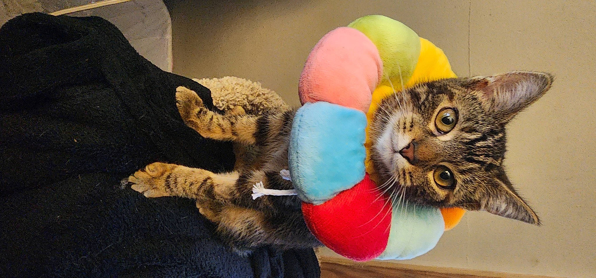 Shere-khan
