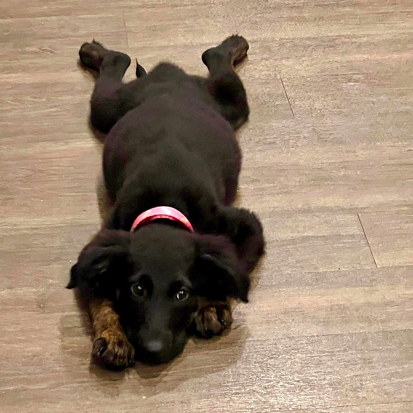 Lily joined the competition — help win amazing prizes! animal, black_dog, canine, companion, cute, dog, domestic_animal, ears, floor, fur, indoor, looking_up, lying_down, paws, pet, pink_collar, playful, puppy, wooden_floor, young_dog