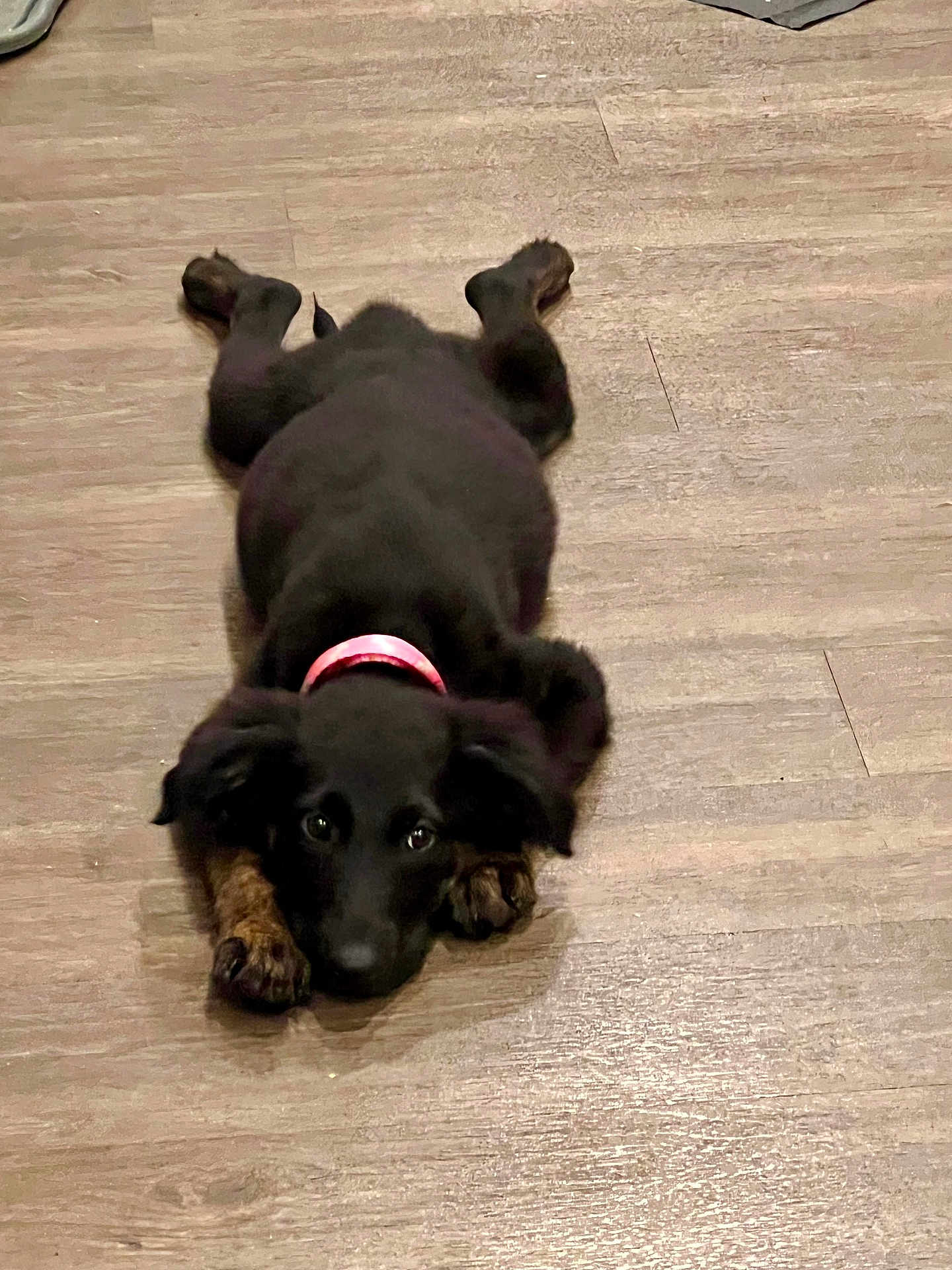 Lily joined the competition — help win amazing prizes! puppy, dog, black_dog, pink_collar, floor, wooden_floor, lying_down, pet, animal, cute, indoor, young_dog, canine, fur, ears, paws, looking_up, domestic_animal, companion, playful
