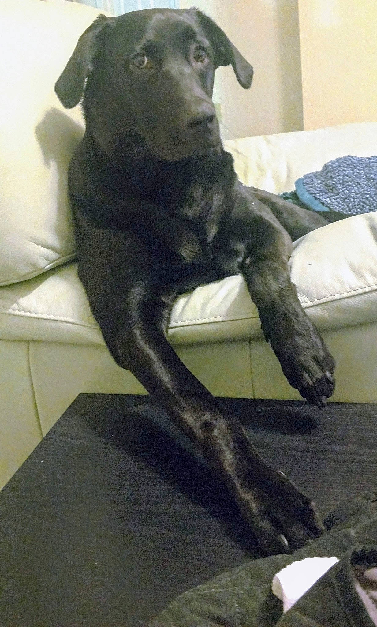 Bear joined the competition — help win amazing prizes! borador, canidae, carnivore, dog, dog_breed, labrador_retriever, retriever, sporting_group