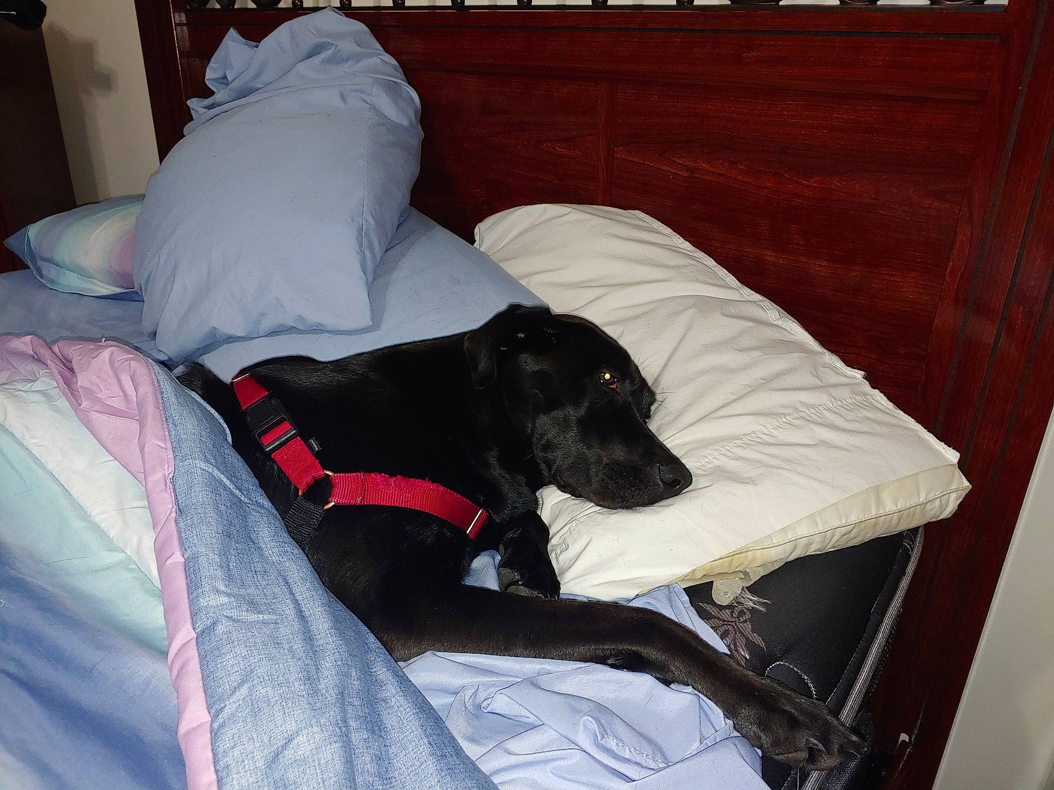 Bear joined the competition — help win amazing prizes! canidae, carnivore, comfort, dog, dog_breed, furniture, nap, sporting_group