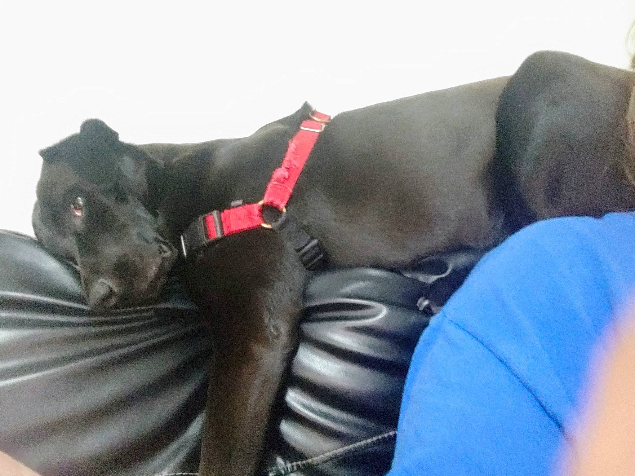 Bear is registered to the contest to win money with this photo: cane_corso, canidae, carnivore, companion_dog, dog, dog_breed, dog_collar, great_dane, guard_dog, labrador_retriever, leg, snout, sporting_group, weimaraner