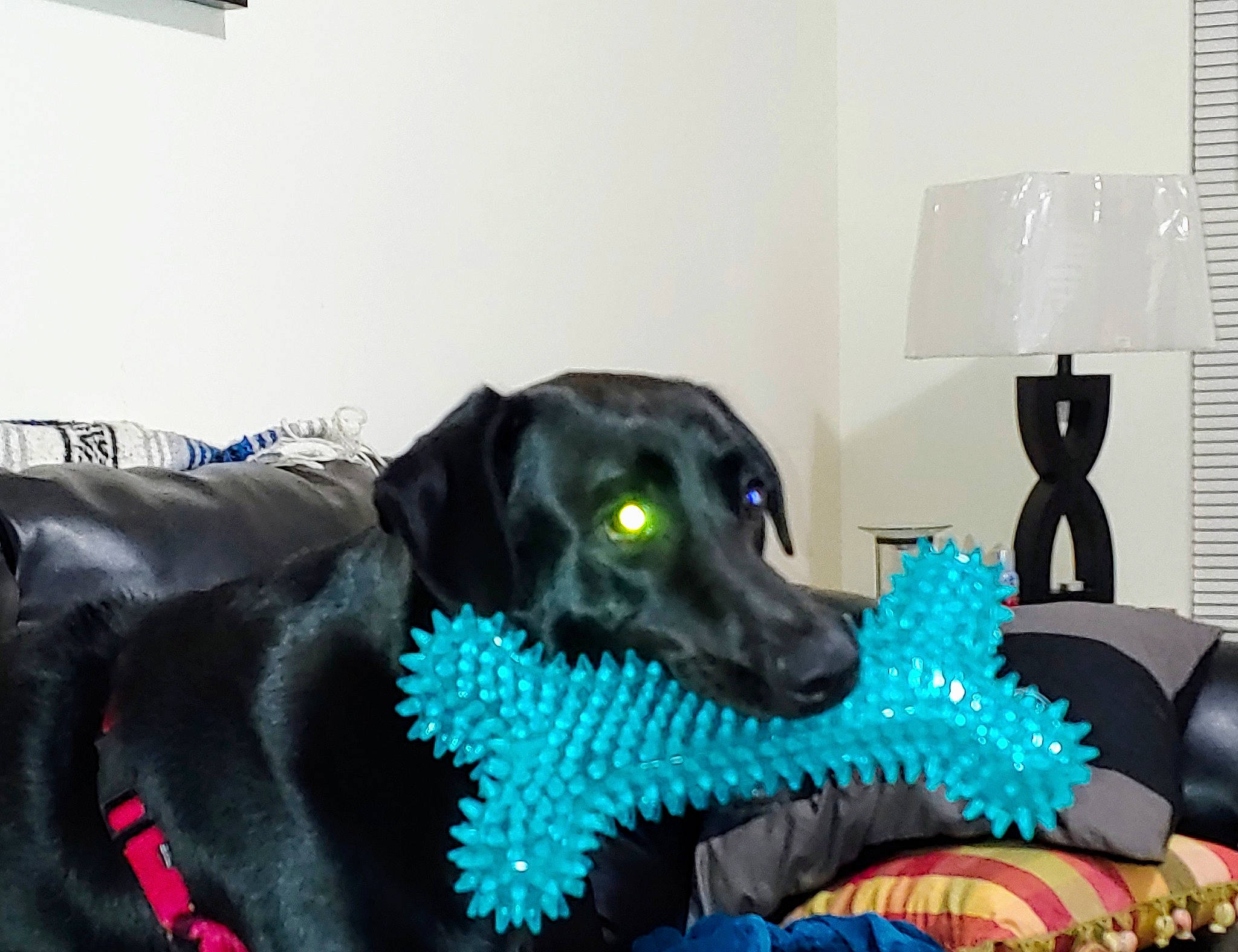 Bear joined the competition — help win amazing prizes! beagador, black, canidae, carnivore, companion_dog, dog, dog_breed, dog_collar, dog_toy, flat_coated_retriever, green, labrador_retriever, pointing_breed, retriever, snout, sporting_group