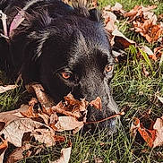 David Octavious is registered to the contest to win money with this photo: dog, black_dog, grass, fallen_leaves, autumn, outdoor, nature, pet, animal, snout, leaf, brown_leaf, green_grass, daylight, close_up, lying_down, canine, fall, park, tree_trunk