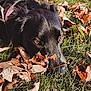 dog, black_dog, grass, fallen_leaves, autumn, outdoor, nature, pet, animal, snout, leaf, brown_leaf, green_grass, daylight, close_up, lying_down, canine, fall, park, tree_trunk