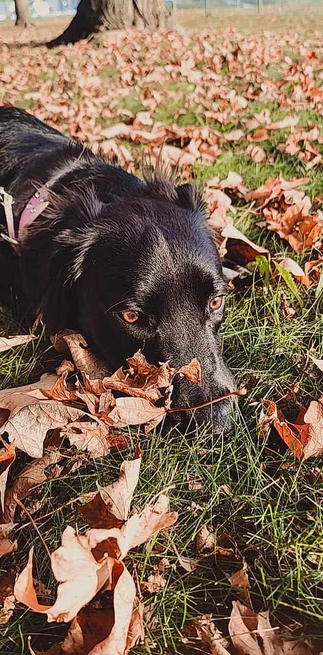 David Octavious is registered to the contest to win money with this photo: dog, black_dog, grass, fallen_leaves, autumn, outdoor, nature, pet, animal, snout, leaf, brown_leaf, green_grass, daylight, close_up, lying_down, canine, fall, park, tree_trunk