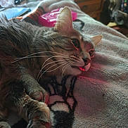 Mort is registered to the contest to win money with this photo: cat, tabby, feline, whiskers, paw, blanket, indoor, relaxed, fur, pet, animal, lying_down, closeup, cozy, soft_texture, curious, home, resting, muzzle, ears