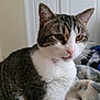 cat, tabby, white_fur, pet, animal, indoor, close_up, whiskers, ears, face, tongue, fur, blanket, door, domestic_cat, cute, feline, portrait, resting, soft