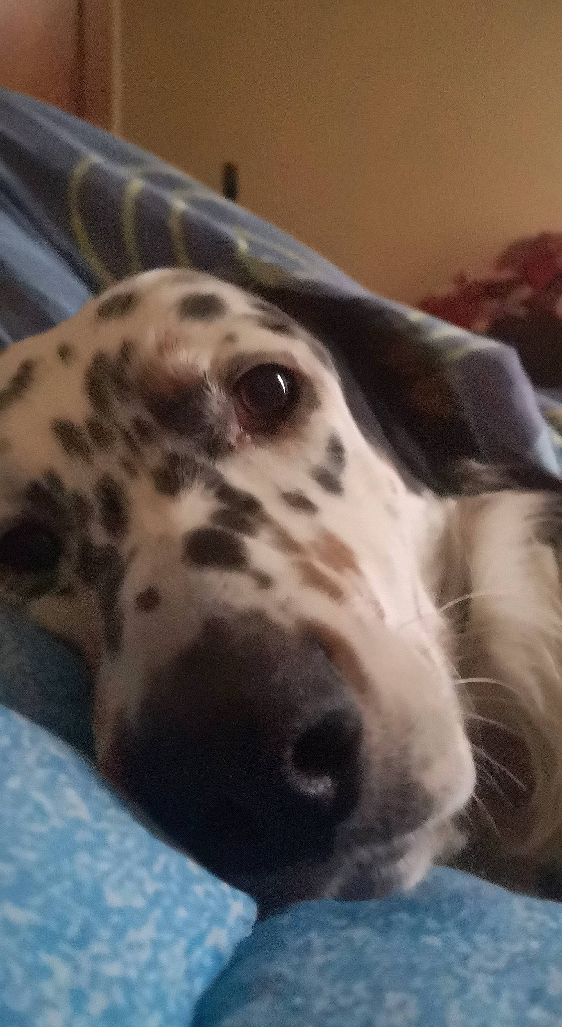 Pixou participe au concours pour gagner de l'argent avec cette photo : braque_dauvergne, canidae, carnivore, dalmatian, dog, dog_breed, english_setter, fawn, mammal, non_sporting_group, nose, snout, sporting_group, vertebrate