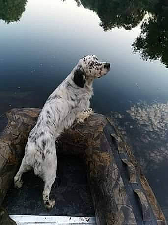 Pixou a rejoint le concours — aidez-le/la à gagner de superbes lots ! braque_du_bourbonnais, canidae, carnivore, dog, dog_breed, english_setter, retriever, setter, sporting_group, vertebrate, water