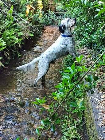 Pixou a rejoint le concours — aidez-le/la à gagner de superbes lots ! braque_du_bourbonnais, canidae, carnivore, dog, dog_breed, english_setter, german_shorthaired_pointer, hunting_dog, mammal, old_danish_pointer, pointer, pointing_breed, sporting_group, vertebrate