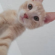 Kai joined the competition — help win amazing prizes! kitten, cat, pet, animal, curious, closeup, indoor, whiskers, ears, pink_nose, light_orange, young, feline, looking_down, face, cute, soft_fur, background, white_ceiling, portrait