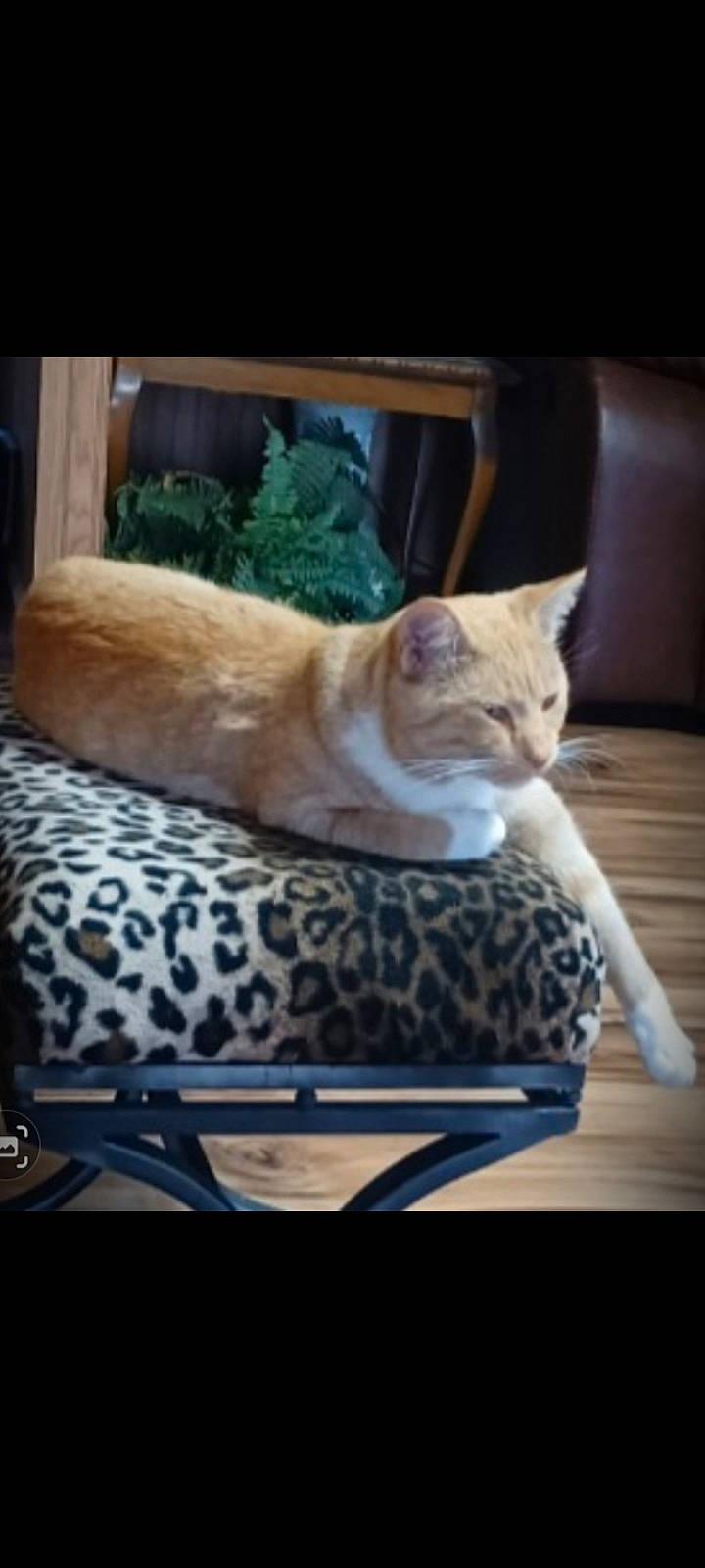 Bootsie is registered to the contest to win money with this photo: carnivore, cat, cat_supply, comfort, couch, domestic_short_haired_cat, fawn, felidae, fur, hardwood, paw, plant, room, sitting, small_to_medium_sized_cats, tail, tree, whiskers, window, wood