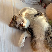 Vista participe au concours pour gagner de l'argent avec cette photo : cat, tabby, sleeping, bed, white_bed_sheet, sunlight, fur, whiskers, paw, relaxed, domestic_cat, pet, cute, cozy, indoor, animal, mammal, feline, resting, soft