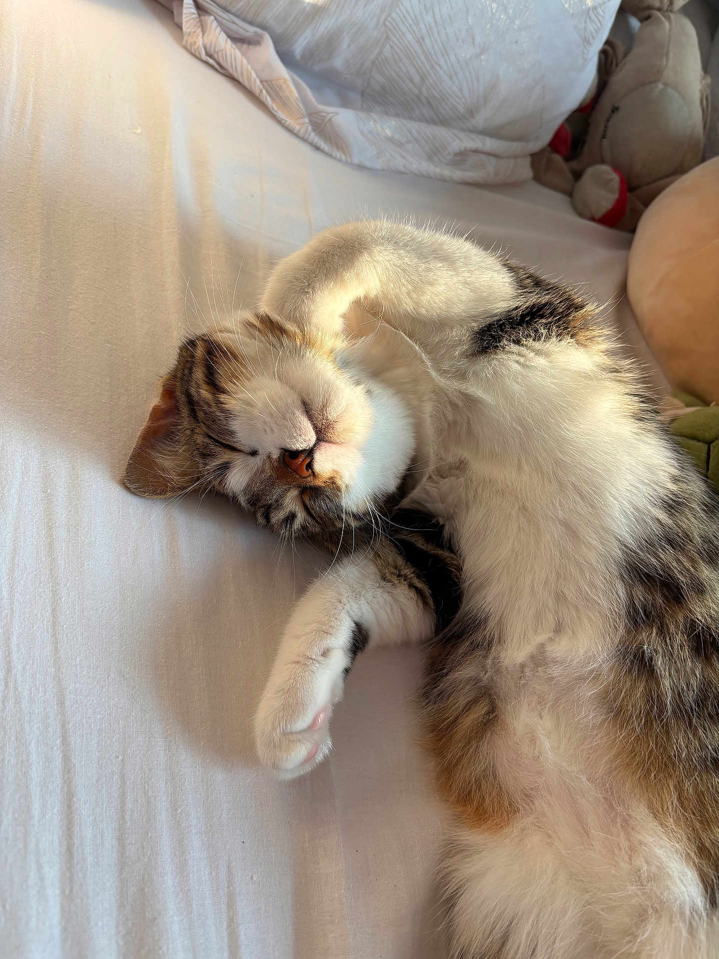 Vista participe au concours pour gagner de l'argent avec cette photo : cat, tabby, sleeping, bed, white_bed_sheet, sunlight, fur, whiskers, paw, relaxed, domestic_cat, pet, cute, cozy, indoor, animal, mammal, feline, resting, soft