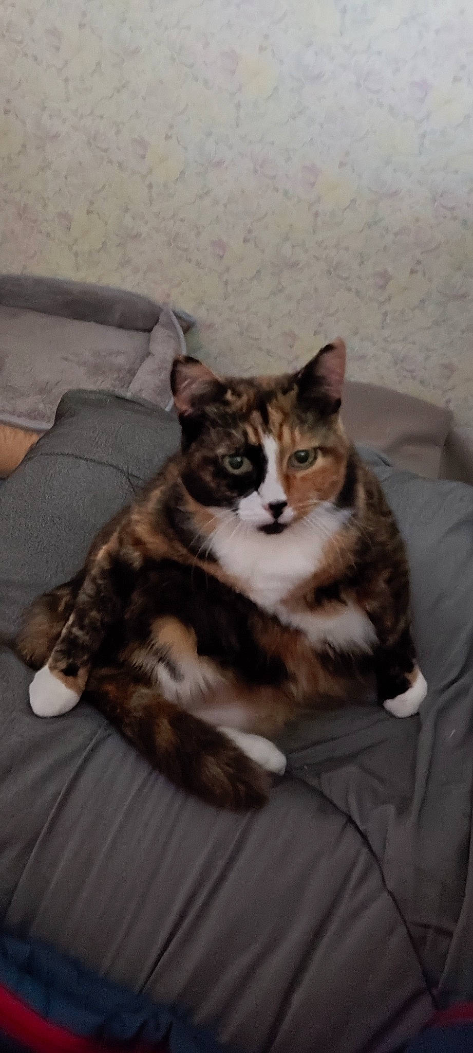 Lea a rejoint le concours — aidez-le/la à gagner de superbes lots ! carnivore, cat, cat_supply, comfort, couch, domestic_short_haired_cat, felidae, fur, hardwood, mammal, paw, sitting, small_to_medium_sized_cats, snout, tail, whiskers, wood