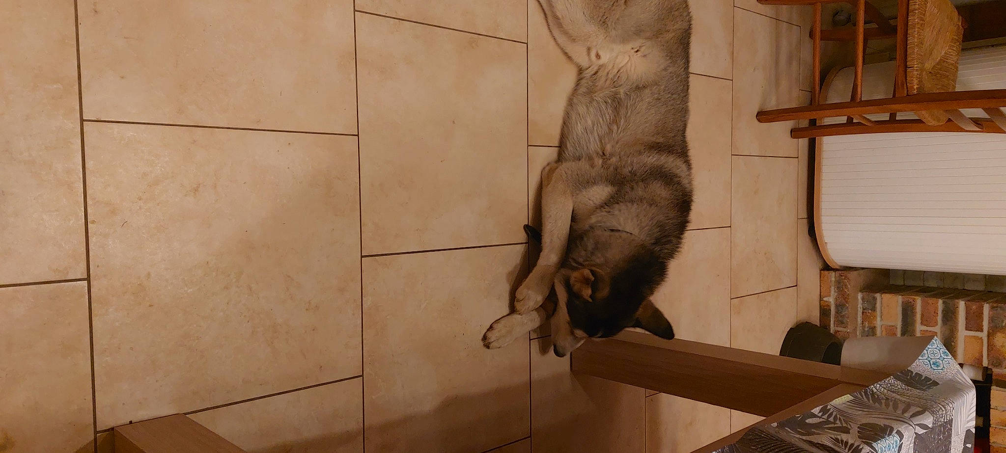 Alaska participe au concours pour gagner de l'argent avec cette photo : art, big_cats, canidae, carnivore, dog_breed, fawn, felidae, flooring, fur, hardwood, small_to_medium_sized_cats, snout, sporting_group, tail, terrestrial_animal, tile_flooring, visual_arts, whiskers, wildlife, wood