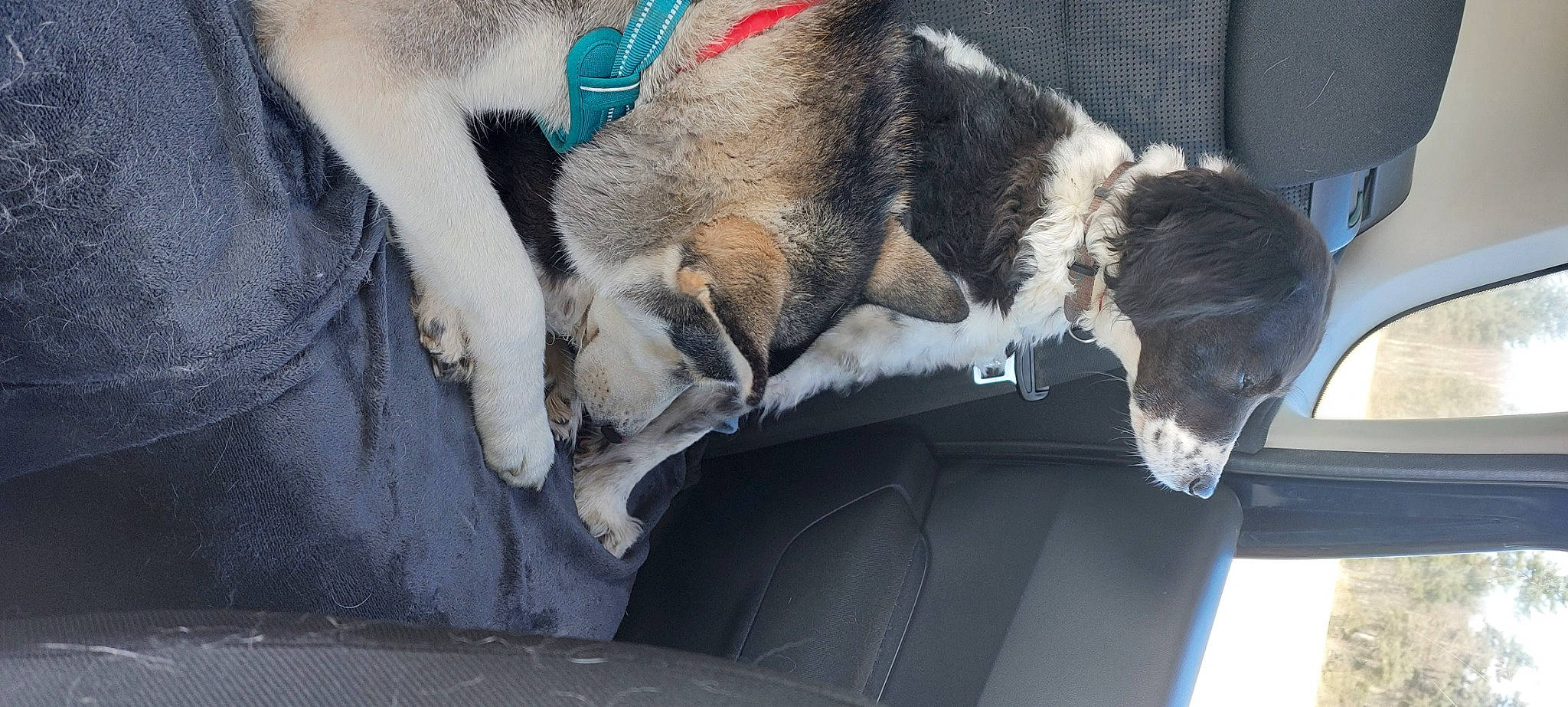 Alaska a rejoint le concours — aidez-le/la à gagner de superbes lots ! automotive_exterior, canidae, carnivore, claw, collar, comfort, companion_dog, dog, dog_breed, felidae, fur, hood, small_to_medium_sized_cats, snout, sporting_group, tail, vehicle, vehicle_door, windshield, working_animal