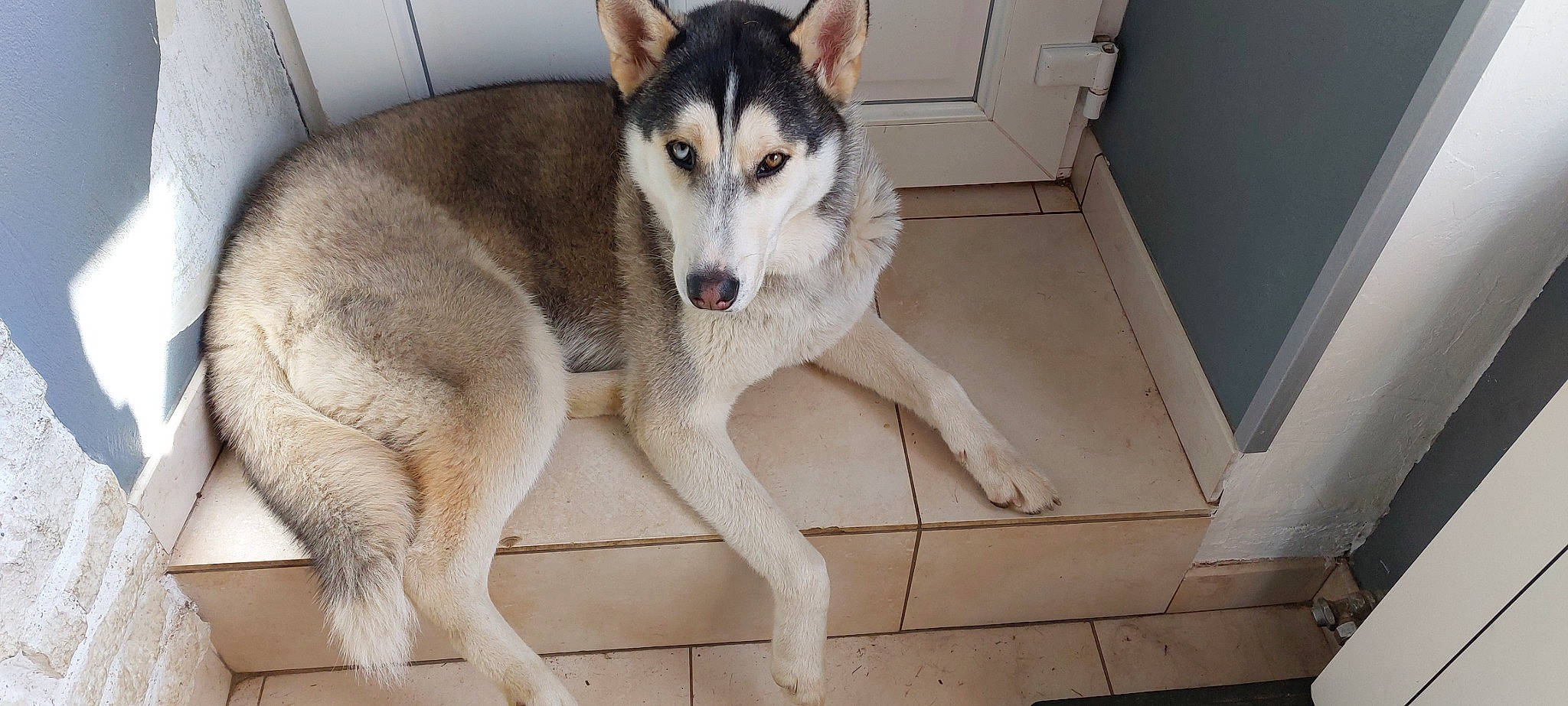 Alaska participe au concours pour gagner de l'argent avec cette photo : canidae, canis, carnivore, collar, companion_dog, dog, dog_breed, fawn, flooring, fur, grey, rectangle, sled_dog, snout, sporting_group, tail, terrestrial_animal, wildlife, working_animal, working_dog